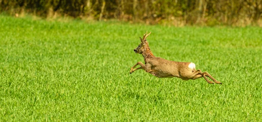 Fototapeten Rehe western or European roe deer buck (Capreolus capreolus) running  © Petr
