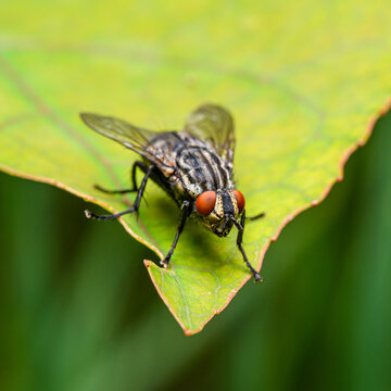 housefly (Musca domestica) sitting on green leaf