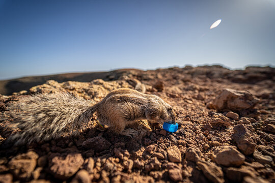 View of a Barbary ground squirrel drinking from a blue plastic cap on the rocky volcanic soil of Calderon Hondo under a clear sky Las Palmas, Canarias, Spain.