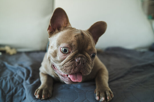 French Bulldog Tilted Head Portrait