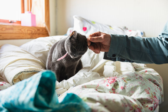 Close Up of Human Hand Stroking Domestic Cat