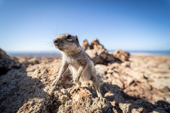 View of a Barbary ground squirrel standing on volcanic rocks with a clear blue sky in the background at Calderon Hondo Las Palmas, Canarias, Spain.