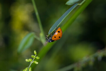 Macro view of a single bright orange ladybug climbing upside down on a vibrant green plant stem with a soft blurred background © Donald