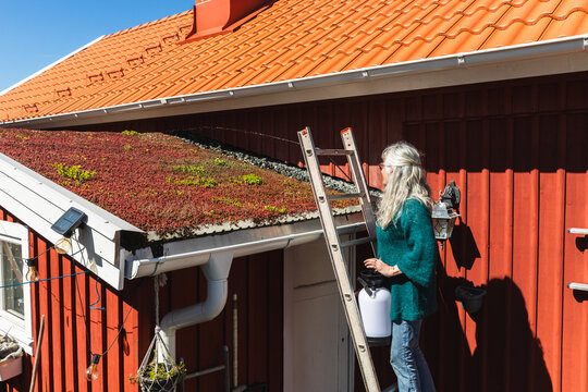 Senior Woman watering Green Sedum Roof