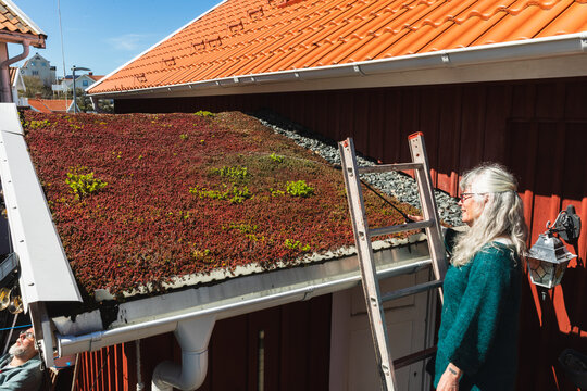 Mature Woman Inspecting Sustainable Sedum Roof