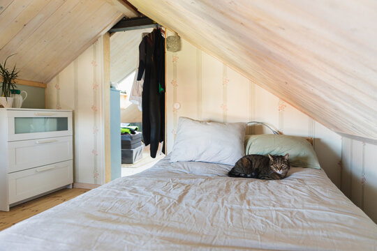 Domestic Cat Sleeping on Bed in Attic Room