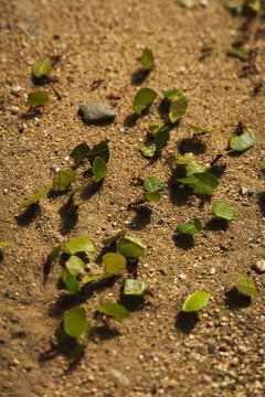 Leaf-cutting ants at work on the coast of Colombia