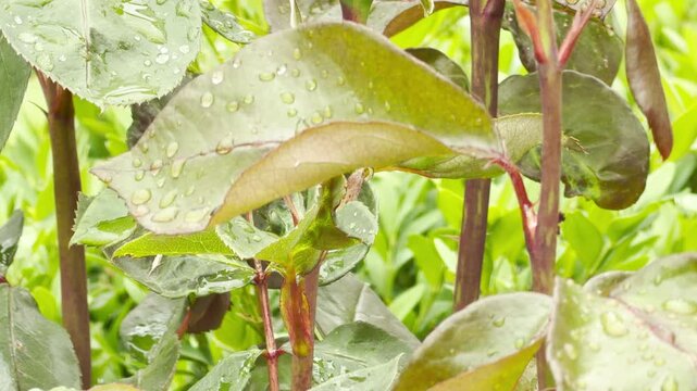 A single orange rose bud begins to open its colorful petals. It grows next to a small closed bud on stems filled with wet, dark leaves. The small shrub thrives in a bright backyard garden.