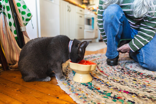Domestic Gray Cat Eating from a Ceramic Bowl