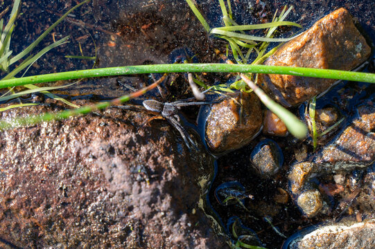 A spider among stones in the water of a lake