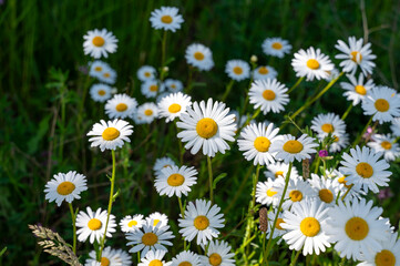 Fototapeta premium Some daisies in a meadow