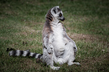 Fototapeta premium Ring-tailed Lemur Sitting on Grass
