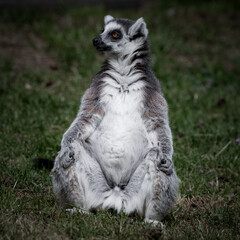 Fototapeta premium Ring-tailed Lemur Sitting on Grass