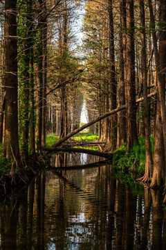 Cypress tree trunks
