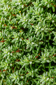 Small green thyme leaves grow closely together in a garden setting during bright daylight hours