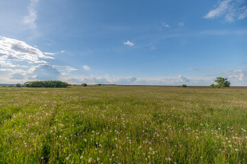 Obraz premium Sunlit wildflower meadow under expansive blue sky