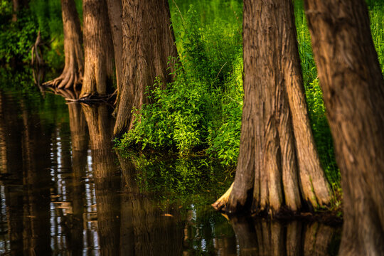 Cypress tree trunks