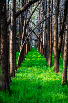 Sunlit green grass