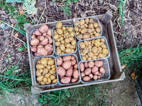 Potato Harvest
