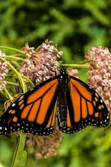 a closuup of a monarch butterfly on their favorite flower, a milkweed.  It just recently emreged from its pupa or chrysalis. black background © Bob