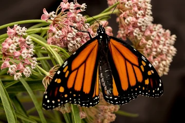 a closuup of a monarch butterfly on their favorite flower, a milkweed.  It just recently emreged from its pupa or chrysalis. © Bob