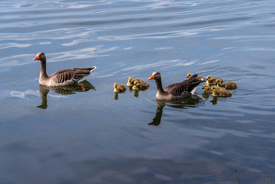 Two adult Greylag Geese with a group of their young goslings swimming gracefully on the calm waters of Steinhuder Meer in Lower Saxony, Germany.