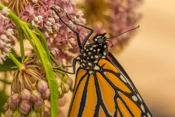 a closuup of a monarch butterfly on their favorite flower, a milkweed.  It just recently emreged from its pupa or chrysalis. © Bob