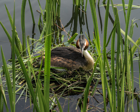 Great Crested Grebe bird sitting on its nest among green reeds in the shallow water of Steinhuder Meer lake, Lower Saxony, Germany.