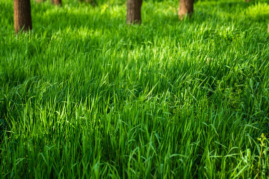 Sunlit green grass