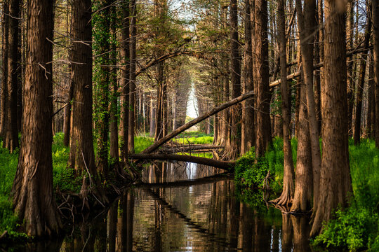 Cypress tree trunks