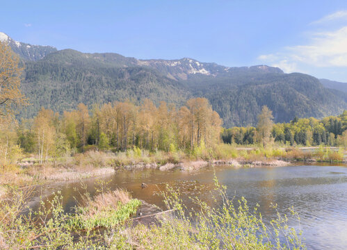 Cheam Lake Wetlands Regional Park during a spring season in Rosedale, Fraser Valley, British Columbia, Canada