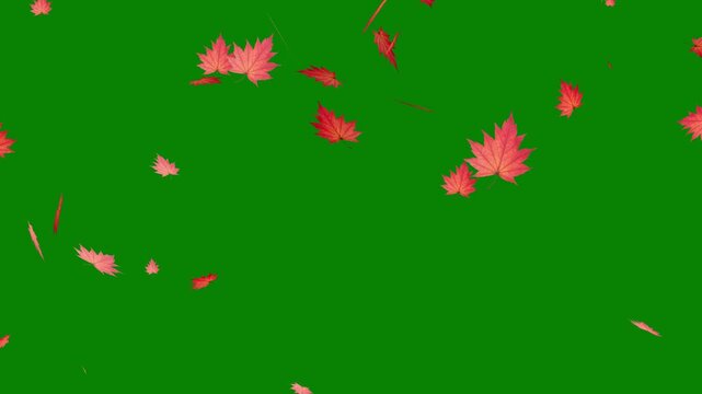Autumn maple leaves falling gracefully on green background with realistic seasonal foliage animation 4k