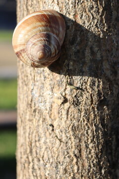 Top down macro view of a striped snail spiral shell on a tree trunk