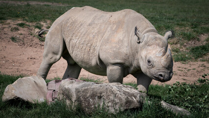 Black Rhinoceros Walking on Grass © Ian
