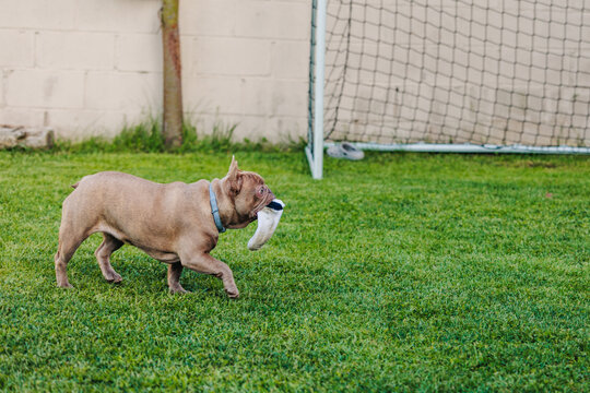 Dog Walking With Toy