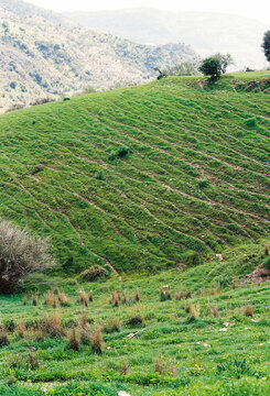 Green Hill With Farming Lines and Trees Near Mountains