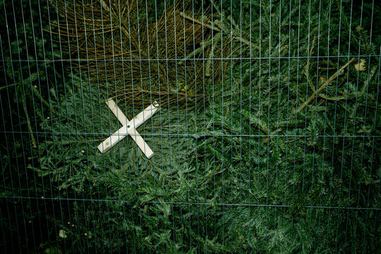 Used Christmas trees  behind a metal fence 