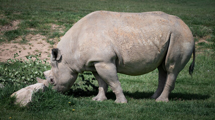 Obraz premium Black Rhinoceros Walking on Grass