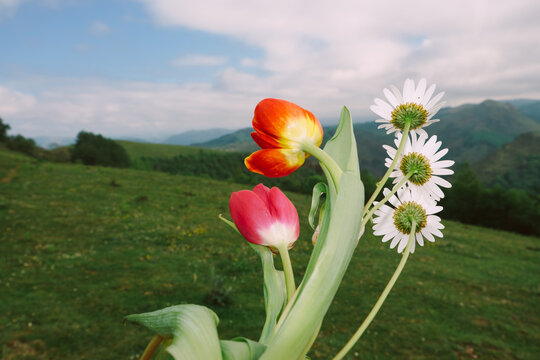 Flowers growing on a hill under a cloudy sky in spring