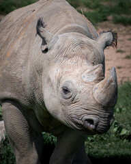 Close up Head View Black Rhinoceros © Ian