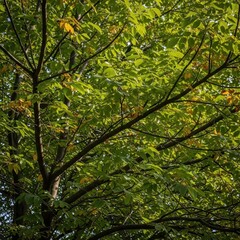 Fototapeta premium Vibrant green pinnate foliage covering dense walnut tree canopy branches bathed in warm sunlight during an autumn afternoon, botanical, woodland, leaves