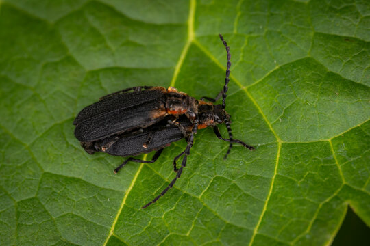 Macro view of two black soldier beetles mating on a vibrant green ribbed leaf showing natural detailed texture