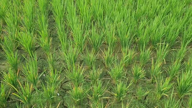 Rice plants growing in rice fields experiencing drought due to long dry season.