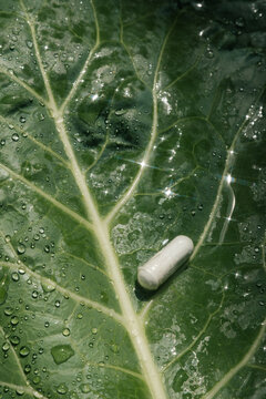 White Pill on Fresh Green Leaf