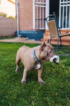 Frenchie With Sock In Garden
