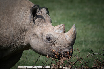 Close up Head View Black Rhinoceros © Ian