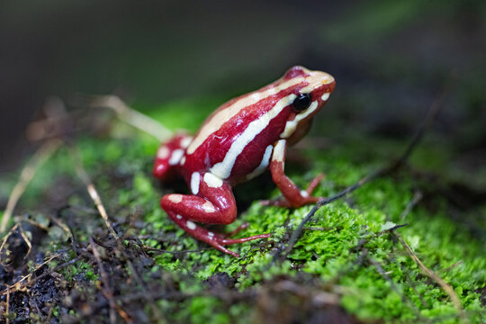 Anthony's poison arrow frog.