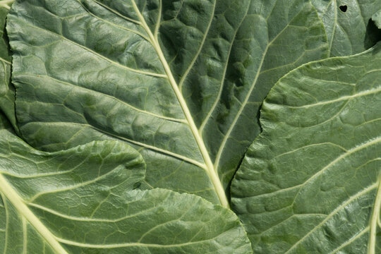 Vegetable Green Leaf Texture Closeup