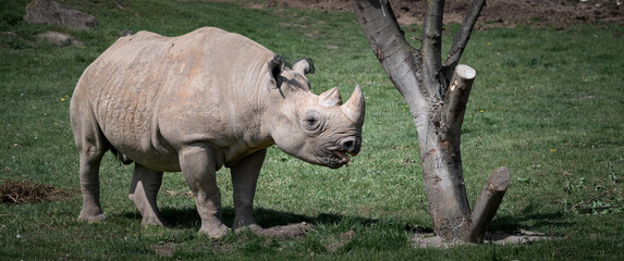Black Rhinoceros Walking on Grass © Ian