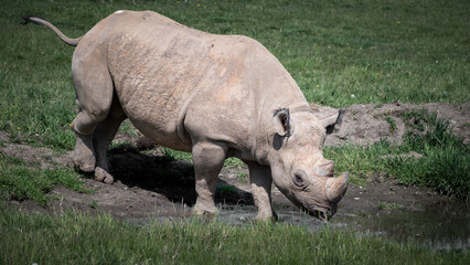 Black Rhinoceros Walking on Grass © Ian